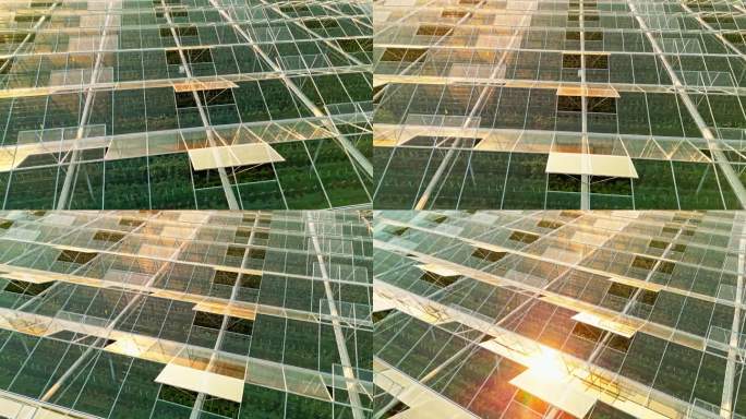 在阳光明媚的日子里，温室的玻璃屋顶和打开的窗户的空中全画幅无人机镜头。日落时分在大番茄温室上空飞行。