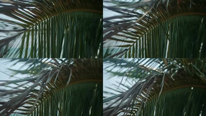 热带棕榈树随风摇曳，海风轻拂，电影般，浅景深