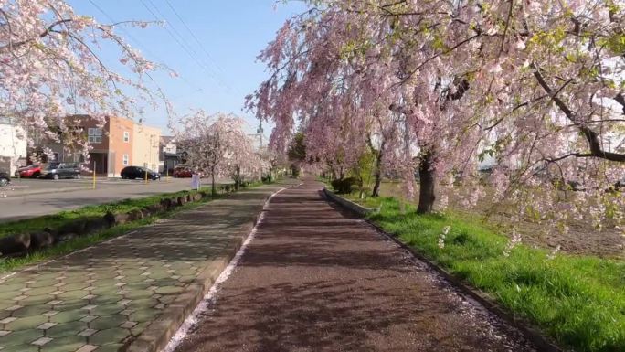 日本福岛北高田市，樱花树哭泣的步行路线。