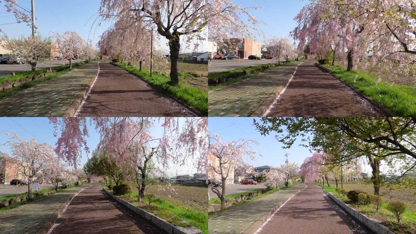 日本福岛北高田市，樱花树哭泣的步行路线。