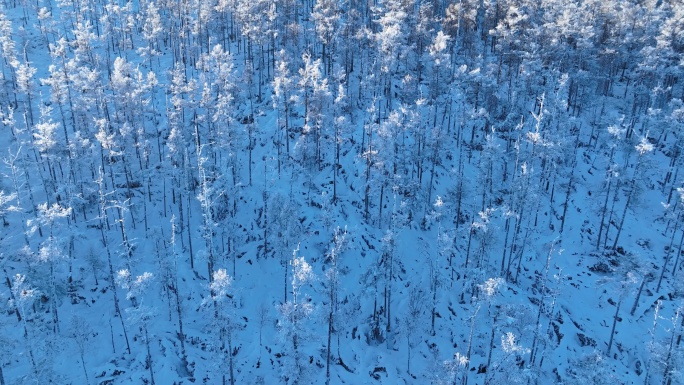 鸟瞰林海雪原银装素裹的松林