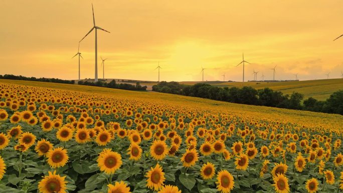 空中可再生能源的和谐:日落时向日葵田和风力涡轮机的鸟瞰图