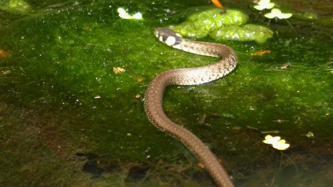 草蛇(Natrix Natrix)在水生植物上爬行，在水下爬行。