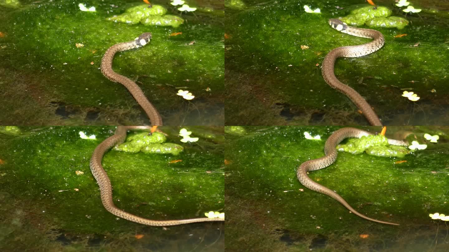 草蛇(Natrix Natrix)在水生植物上爬行，在水下爬行。
