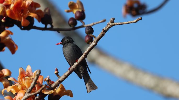 木棉花枝上的一只黑色小鸟