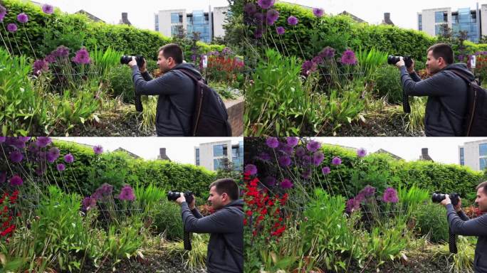 摄影师捕捉到紫色的葱和红色的花园花朵，杜布林花园