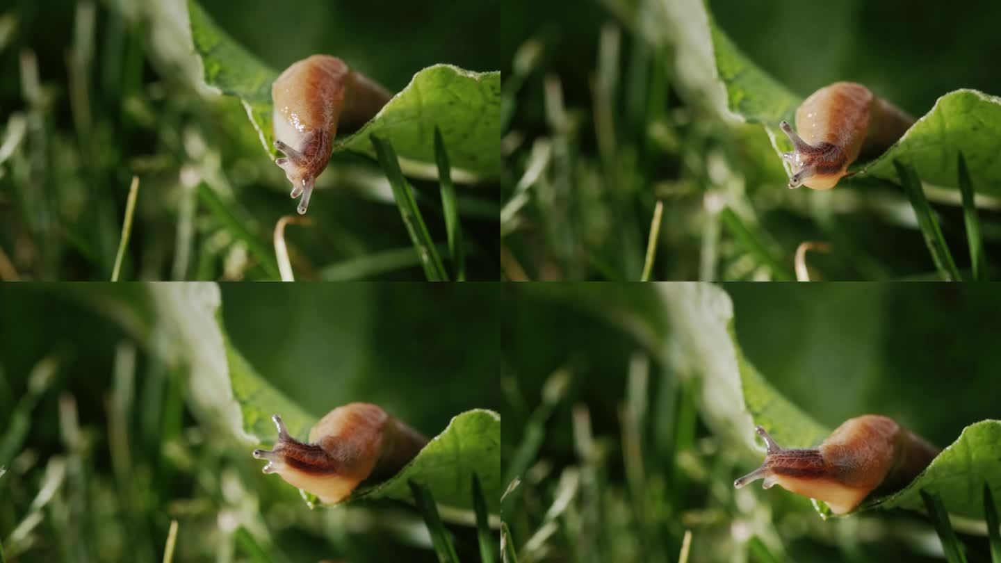 神奇的动物——蛞蝓在绿色的草地上爬行