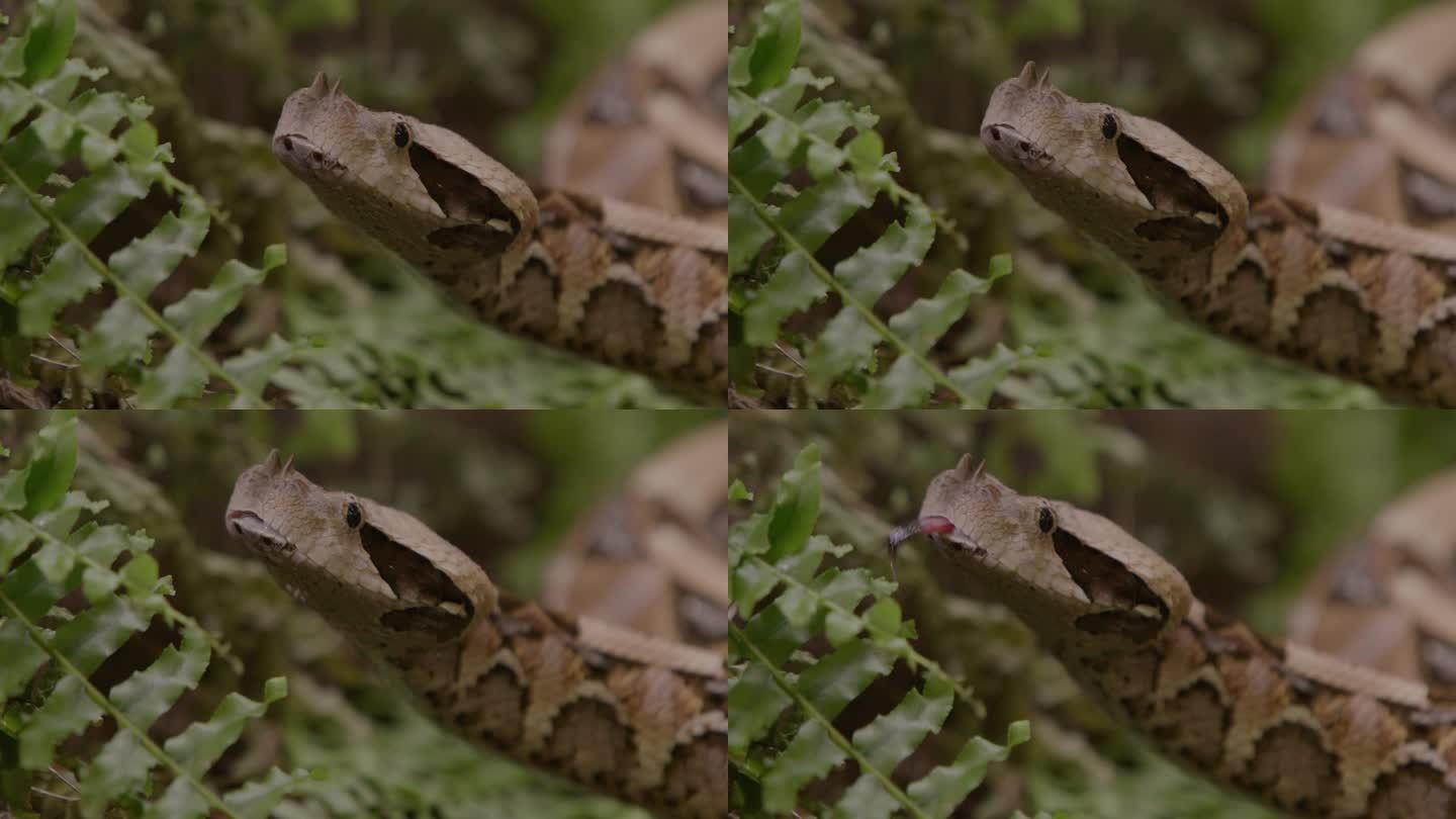 加蓬蝰蛇的脸非常近距离