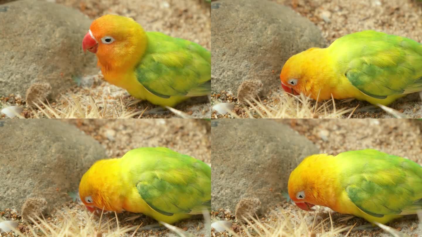 Lutino Fischer的爱情鸟(Agapornis fischeri)有着黄色的橙色羽毛，在野