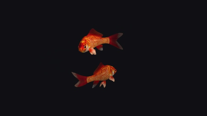 2条红色金鱼-移动-透明环