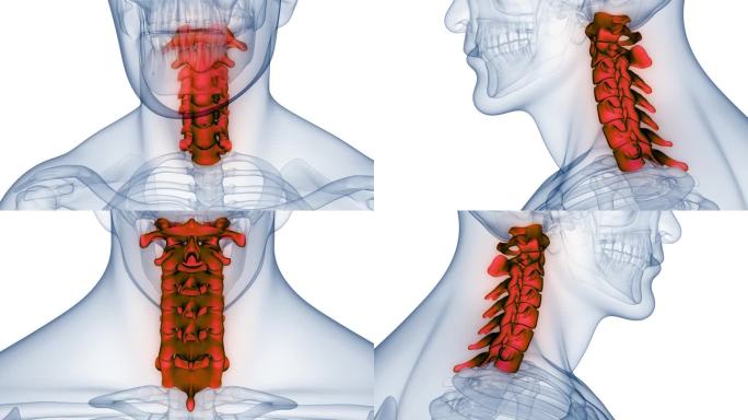 脊髓、脊柱、颈椎人体骨骼系统解剖动画概念