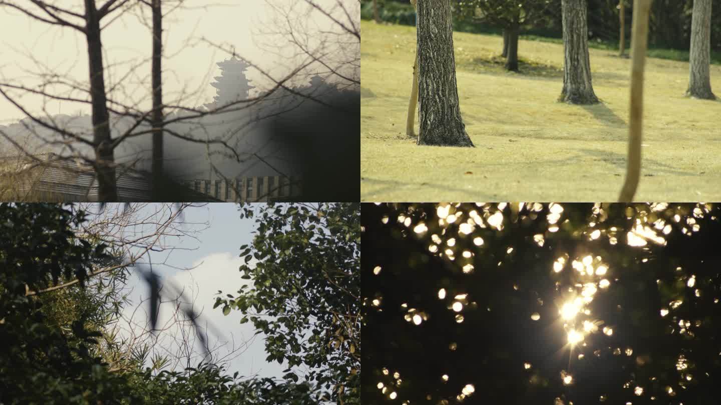 公园庭院春季花叶空景