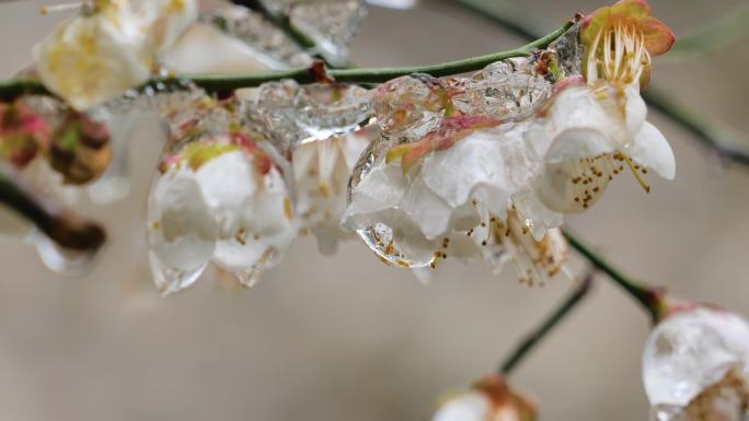 冻雨冰冻的花和植物树枝