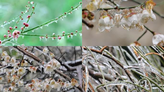 冻雨冰冻的花和植物树枝