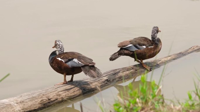 泰国白翅鸭(Asarcornis scuulata)，背靠背站在圆木上，其中一只向前推头，然后转身，