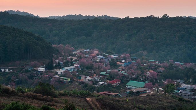 班戎克拉的野生喜马拉雅樱花盛开的泰国部落村庄日落的观点
