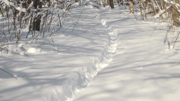 在一个晴朗、晴朗、霜冻的冬日，深雪中的冬日森林里的一条小路