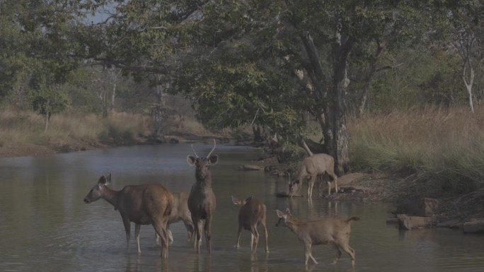 桑巴鹿，Rusa单色，雄鹿，雌鹿，鹿群，鹿群，水坑，池塘，饮料，小鹿，潘纳老虎保护区，中央邦，印度