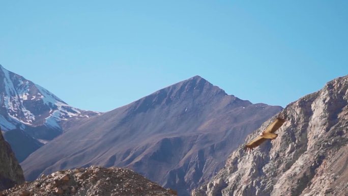 冬季，印度喜马偕尔邦斯皮提山谷，喜马拉雅秃鹫在白雪覆盖的喜马拉雅山前飞翔。秃鹰在空中盘旋寻找猎物。