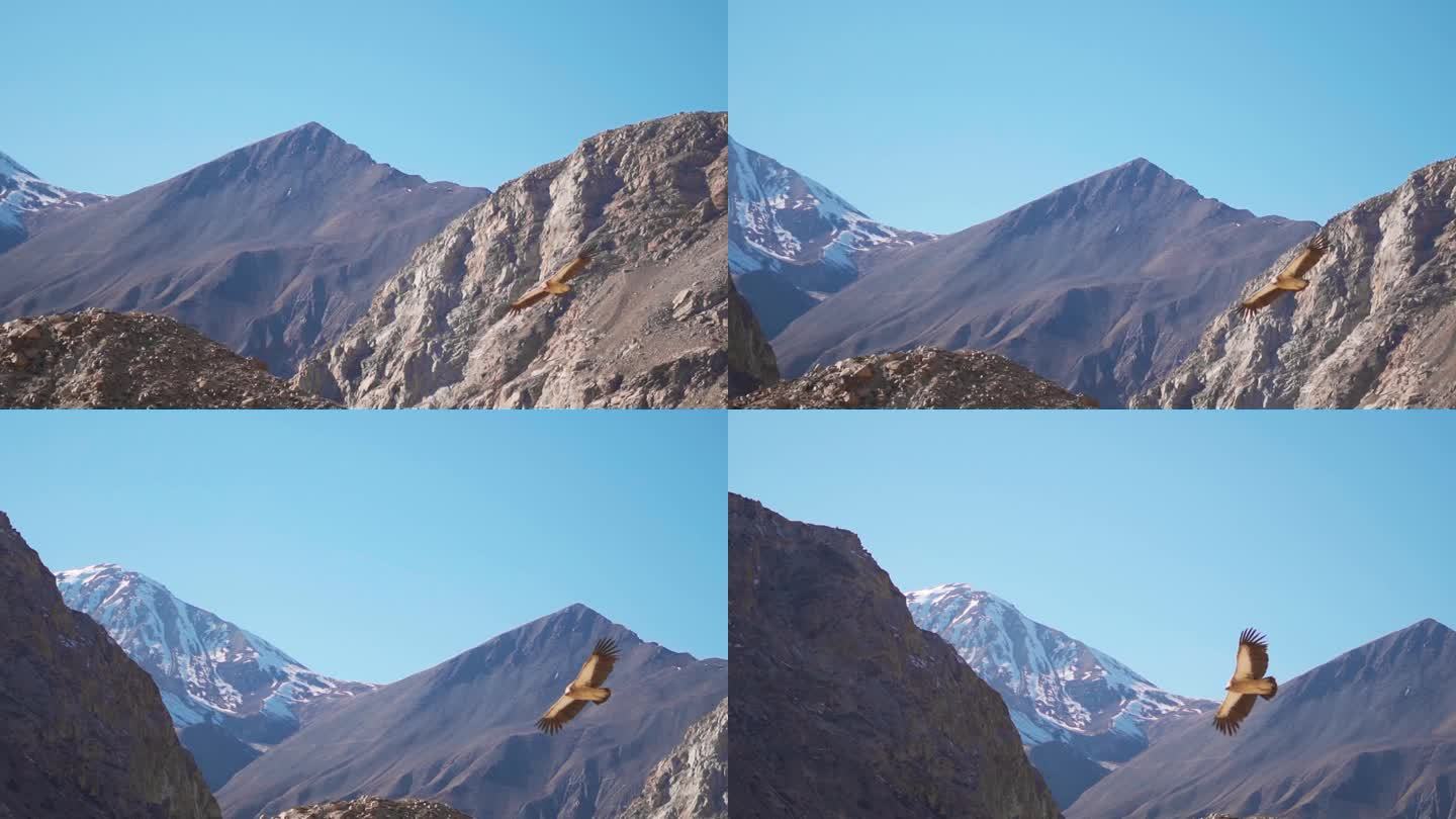冬季，印度喜马偕尔邦斯皮提山谷，喜马拉雅秃鹫在白雪覆盖的喜马拉雅山前飞翔。秃鹰在空中盘旋寻找猎物。