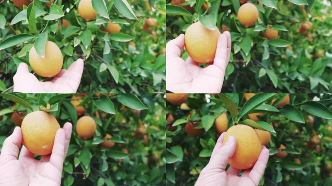 手摘成熟的柠檬为有机食品准备。花园中的柠檬树，展示有机食品成分。采摘柑橘为有机食品配方，自然新鲜
