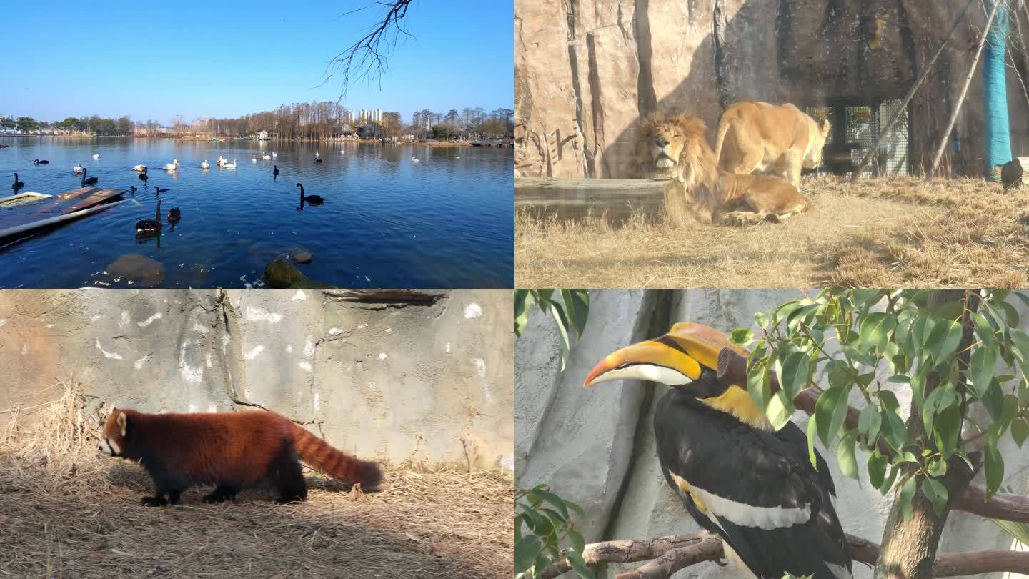 武汉动物园风光和动物合集