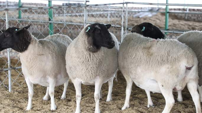 鲁西黑头羊繁育养殖  畜牧养殖业