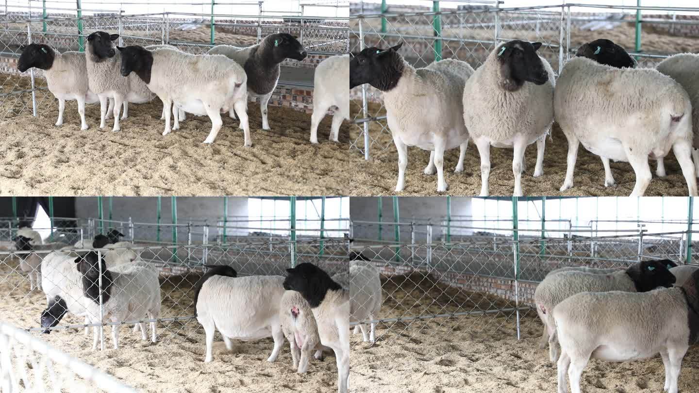 鲁西黑头羊繁育养殖  畜牧养殖业