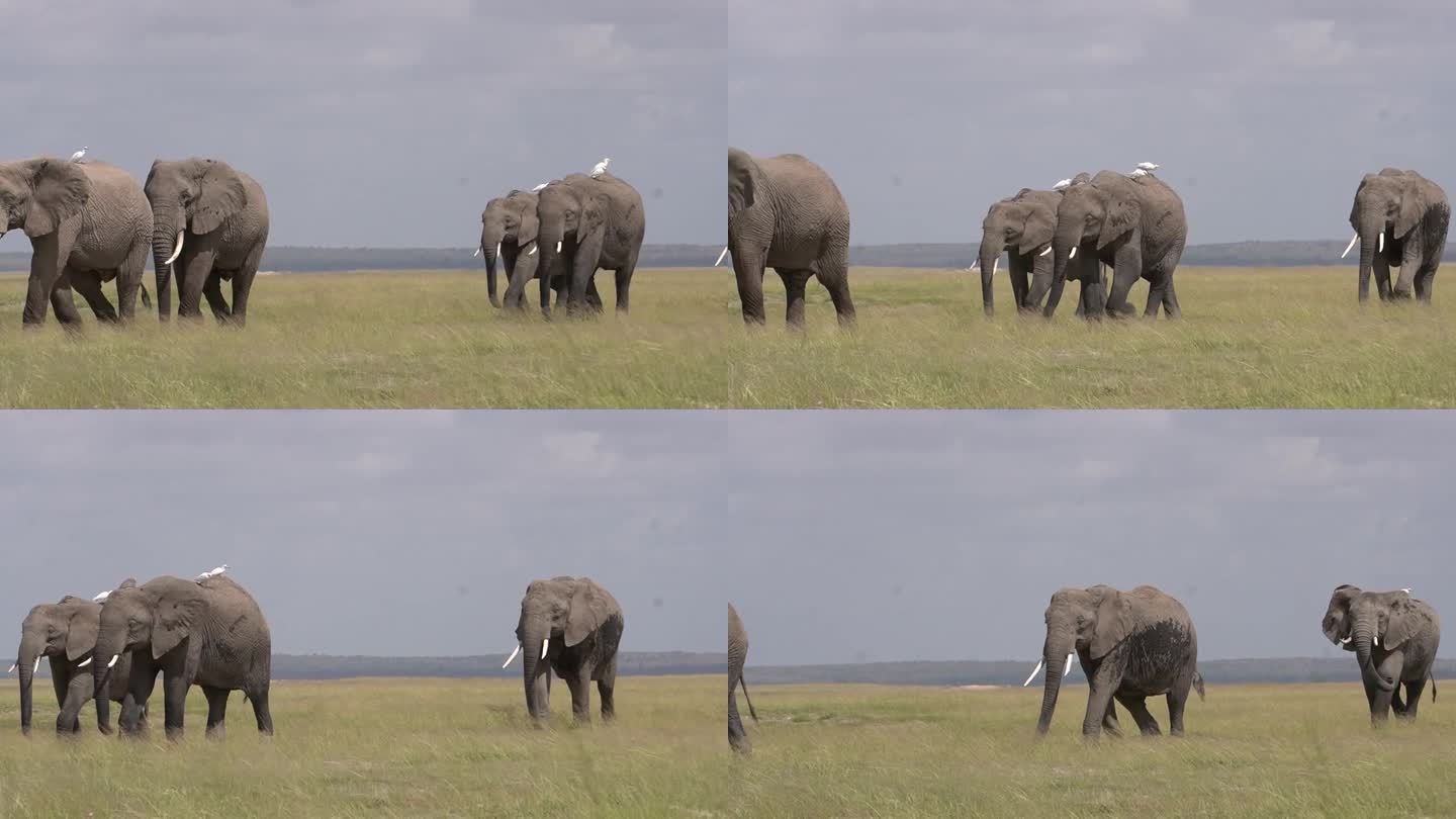大象走到镜头前，背上骑着白鹭