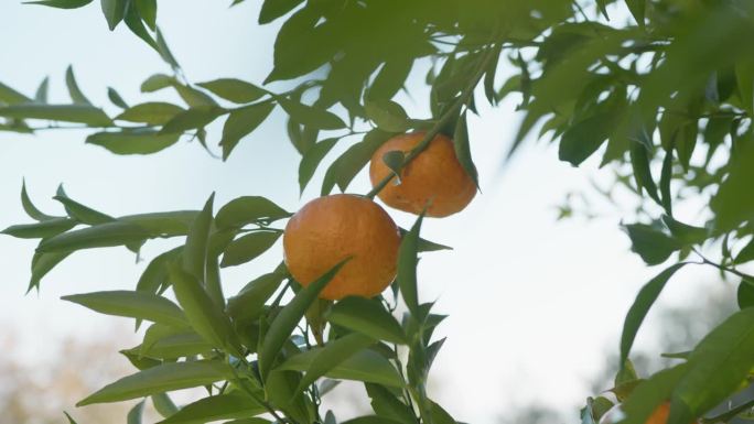 西西里岛鲜橙的栽培