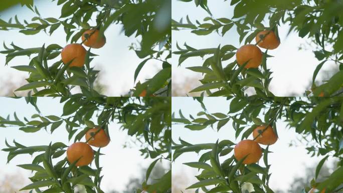 西西里岛鲜橙的栽培