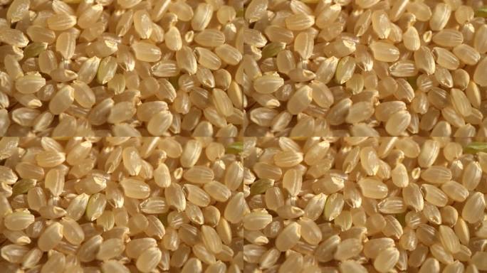 日本糙米糙米特写米粒特写大米米粒