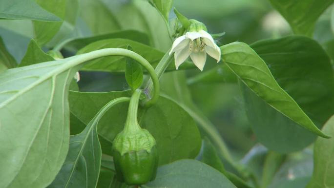 甜椒 蔬菜大棚 辣椒花 圆椒 青椒