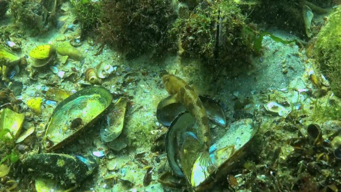 藏在海底藻类和贝类中的虾虎鱼