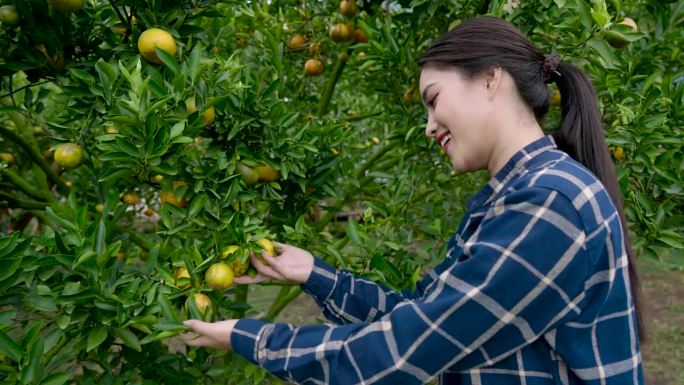 亚洲女园丁拥有小橘子园，自己种地为家庭赚取收入，站着看农产品，准备收割成熟的橙子准备出售。