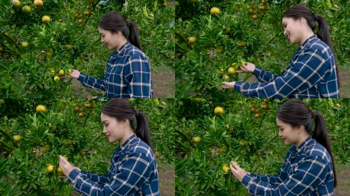 亚洲女园丁拥有小橘子园，自己种地为家庭赚取收入，站着看农产品，准备收割成熟的橙子准备出售。