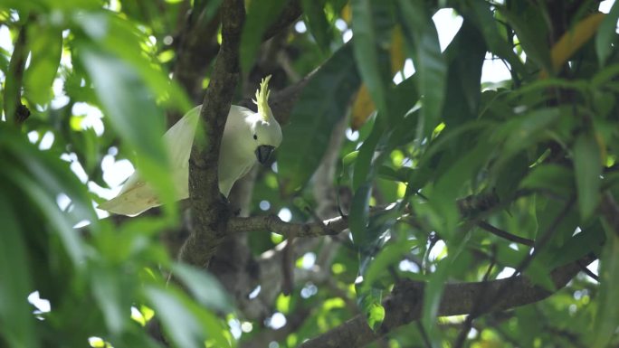 凤头鹦鹉在树上的动态飞行