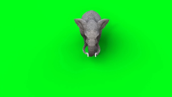 非洲象走路。绿屏4k。