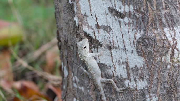 挂在越南芽庄公园树干上的东方花园蜥蜴