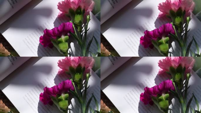 一束康乃馨缓慢地放在书本上