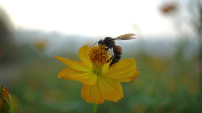 蜜蜂在花上蜜蜂采蜜蜜蜂特写养蜂