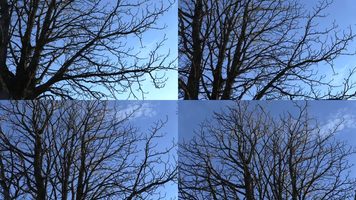 冬日里光秃秃的枝头和湛蓝明亮的天空，自然是生命的轮回