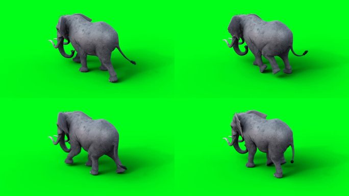非洲象走路。绿屏全高清。