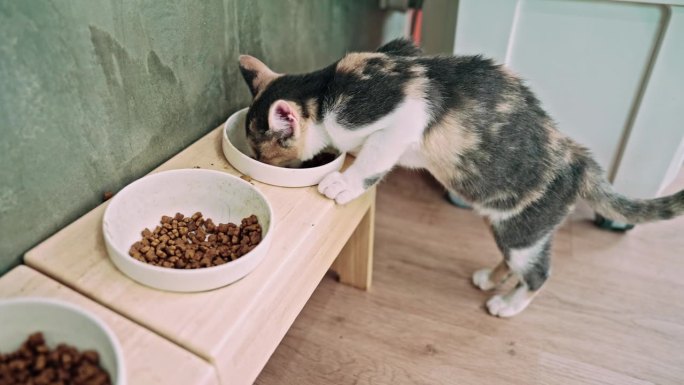 饥饿的短毛小猫小猫咪吃猫粮