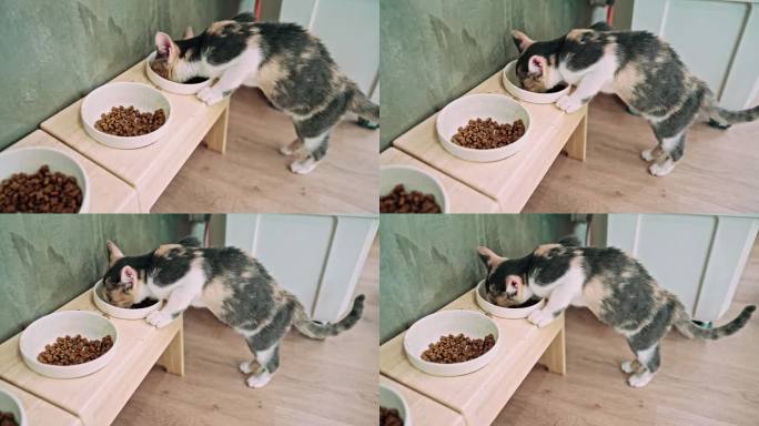 饥饿的短毛小猫小猫咪吃猫粮