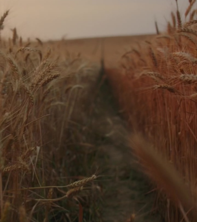 金色的小麦在落日的微风中摇曳在宽阔的农田里