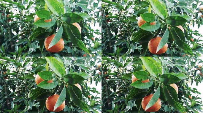 视频展示了树上一串成熟的橙子，突出了有机橙子种植。非常适合有机橙种植的主题。在健康饮食中捕捉有机橙的