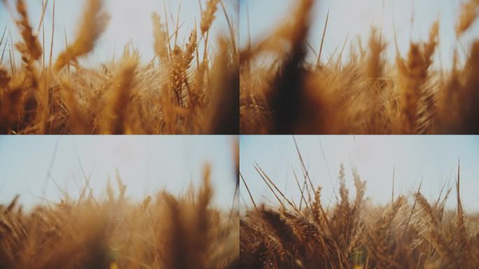 蓝天下，小麦在农田里茁壮成长
