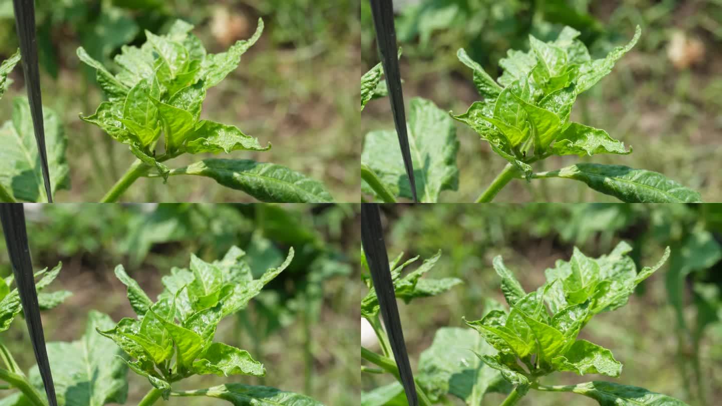 印度尼西亚日惹辣椒农场的叶蝉害虫检查