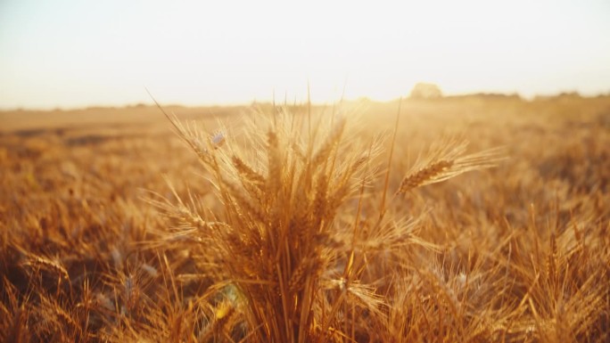 在晴朗的日子里，农艺师在农场里抱着小麦作物。一束小麦。